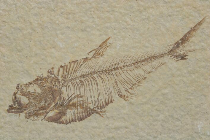 Fossil Fish (Diplomystus) - Green River Formation #217535